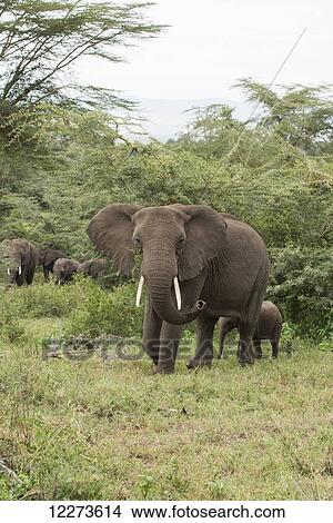 Elephant with small calf in Ngorongoro Crater; Tanzania View Large Photo Image Picture - Elephant with small calf in Ngorongoro Crater; Tanzania. Fotosearch