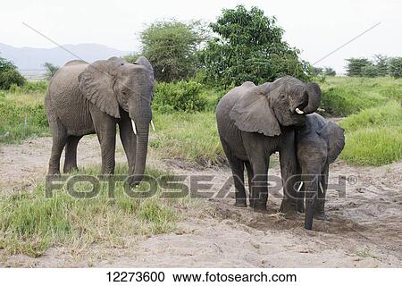 Elephants getting water from hole they dug in sand in Lake Manyara National Park; Tanzania View Large Photo Image Stock Image - Elephants getting water from hole they dug in sand in Lake Manyara National Park; Tanzania. Fotosearch