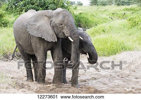 Elephants getting water from hole they dug in sand in Lake Manyara National Park; Tanzania View Large Photo Image Stock Image - Elephants getting water from hole they dug in sand in Lake Manyara National Park; Tanzania. Fotosearch