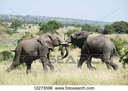 Stock Photo - Elephants sparring in Tarangire National Park; Tanzania. Fotosearch
