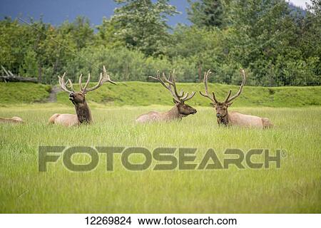 Picture - Elk (Cervus canadensis) grazing in green field; Alaska, United States of America. Fotosearch