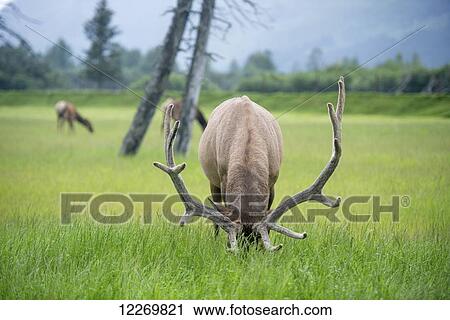 Stock Image - Elk (Cervus canadensis) grazing in green field; Alaska, United States of America. Fotosearch