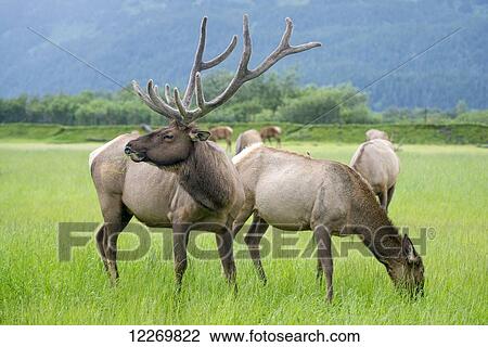 Stock Image - Elk (Cervus canadensis) grazing in green field; Alaska, United States of America. Fotosearch