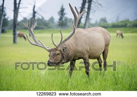 Stock Image - Elk (Cervus canadensis) grazing in green field; Alaska, United States of America. Fotosearch