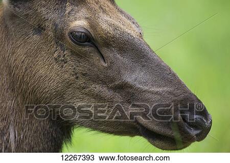 Elk (Cervus canadensis), Jasper National Park; Alberta, Canada View Large Photo Image Stock Image - Elk (Cervus canadensis), Jasper National Park; Alberta, Canada. Fotosearch