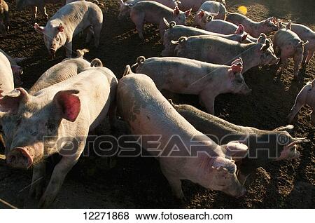 Stock Photo - Feeder hogs in an open pen, near Sioux City; Iowa, United States of America. Fotosearch