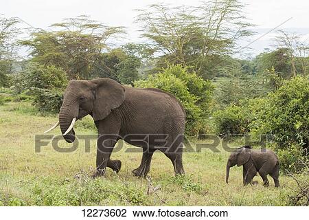 Female elephant followed by tiny calf in Ngorongoro Crater; Tanzania View Large Photo Image Stock Image - Female elephant followed by tiny calf in Ngorongoro Crater; Tanzania. Fotosearch