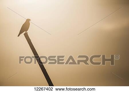 Stock Image - Ferruginous hawk (Buteo regalis); Saskatchewan, Canada. Fotosearch
