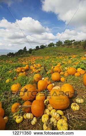 Stock Image - Field of pumpkins at the Kula Country Farms; Maui, Hawaii, United States of America. Fotosearch
