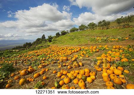 Stock Image - Field of pumpkins at the Kula Country Farms; Maui, Hawaii, United States of America. Fotosearch