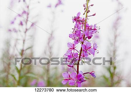 Stock Image - Fireweed (Chamerion angustifolium) detail with flowers in bloom; Noatak, Alaska, United States of America. Fotosearch