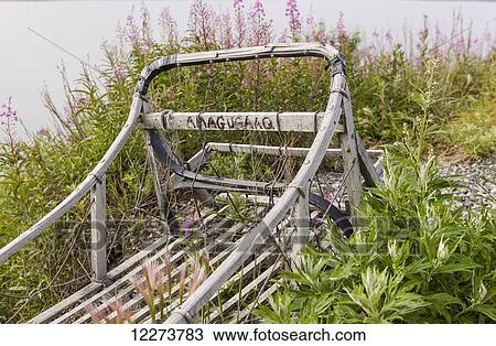 Stock Image - Fireweed (Chamerion angustifolium) grows behind an abandoned wooden mushing sled on the banks of the Noatak River; Noatak, Alaska, United States of America. Fotosearch