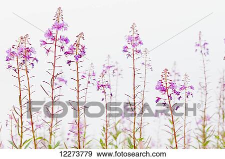 Fireweed (Chamerion angustifolium) detail with flowers in bloom on a bright white background; Noatak, Alaska, United States of America View Large Photo Image Stock Photo - Fireweed (Chamerion angustifolium) detail with flowers in bloom on a bright white background; Noatak, Alaska, United States of America. Fotosearch