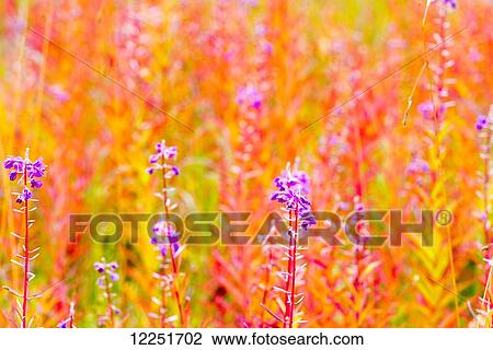 Stock Image - Fireweed; Kennicott, Alaska, United States of America. Fotosearch