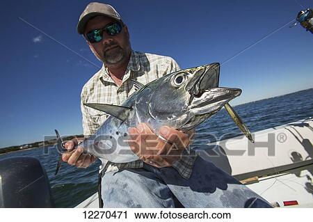 Fisherman holding a false albacore, fishing the cape; Martha's Vineyard, Massachusetts, United States of America View Large Photo Image Stock Image - Fisherman holding a false albacore, fishing the cape; Martha's Vineyard, Massachusetts, United States of America. Fotosearch