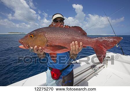Fisherman holding a fresh caught Red Snapper (Lutjanus); Tahiti View Large Photo Image Stock Image - Fisherman holding a fresh caught Red Snapper (Lutjanus); Tahiti. Fotosearch
