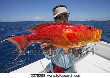 Fisherman holding a fresh caught red and orange fish; Tahiti View Large Photo Image Stock Photo - Fisherman holding a fresh caught red and orange fish; Tahiti. Fotosearch