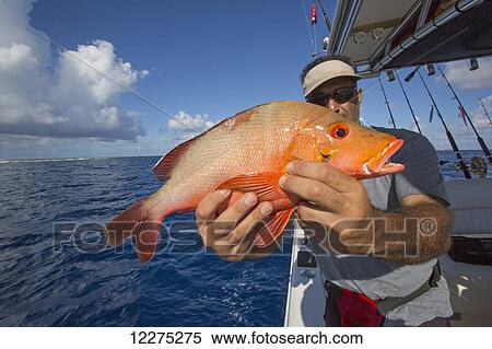 Fisherman holding a fresh caught red fish; Tahiti View Large Photo Image Stock Photography - Fisherman holding a fresh caught red fish; Tahiti. Fotosearch