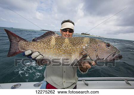 Stock Image - Fisherman holding a fresh caught Grouper (Epinephelinae); Tahiti. Fotosearch