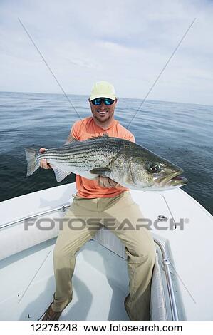 Fisherman holding a fresh caught striper fish, Boston harbour; Boston, Massachusetts, United States of America View Large Photo Image Stock Photo - Fisherman holding a fresh caught striper fish, Boston harbour; Boston, Massachusetts, United States of America. Fotosearch