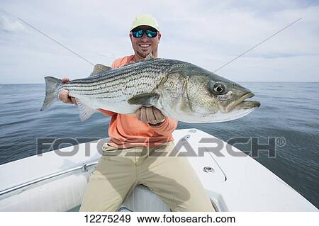 Fisherman holding a fresh caught striper fish, Boston harbour; Boston, Massachusetts, United States of America View Large Photo Image Stock Photo - Fisherman holding a fresh caught striper fish, Boston harbour; Boston, Massachusetts, United States of America. Fotosearch