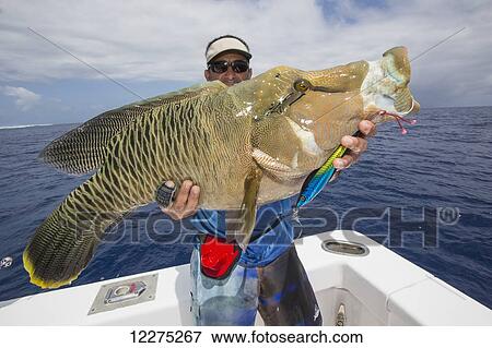 Stock Photo - Fisherman holding a fresh caught Napoleon Wrasse (Cheilinus undulatus); Tahiti. Fotosearch