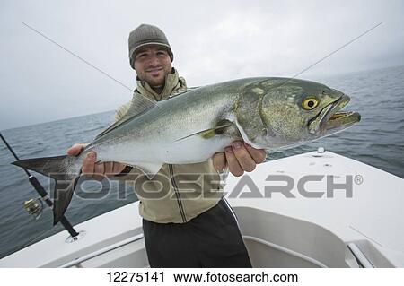 Stock Image - Fisherman holding bluefish (Pomatomus saltatrix); Cape Cod, Massachusetts, United States of America. Fotosearch