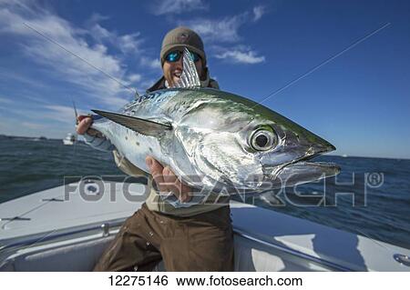 Fisherman holding false albacor; Cape Cod, Massachusetts, United States of America View Large Photo Image Stock Photograph - Fisherman holding false albacor; Cape Cod, Massachusetts, United States of America. Fotosearch