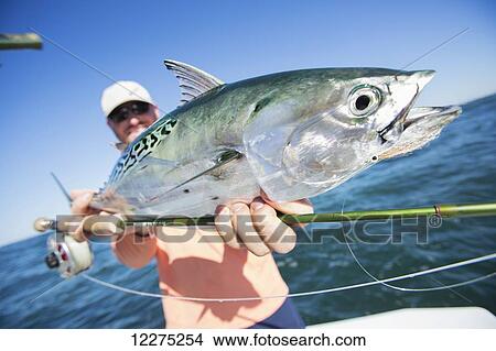 Picture - Fisherman holds a fresh caught false albacore; Cape Cod, Massachusetts, United States of America. Fotosearch