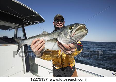 Fisherman holds fresh catch with pride; Montauk, New York, United States of America View Large Photo Image Stock Photo - Fisherman holds fresh catch with pride; Montauk, New York, United States of America. Fotosearch