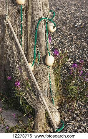 Stock Photograph - Fishing nets hanging to dry along the banks of the Noatak River, with Fireweed growing around the net; Noatak, Alaska, United States of America. Fotosearch