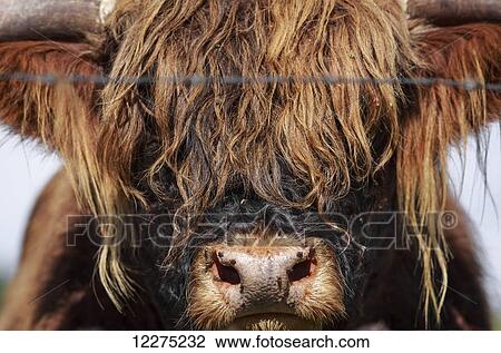 Flies on Highland Cattle; Kananaskis Country, Alberta, Canada View Large Photo Image Stock Image - Flies on Highland Cattle; Kananaskis Country, Alberta, Canada. Fotosearch