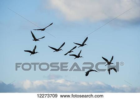 Flock of birds in flight in a blue sky with cloud; Laguna de Rocha, Uruguay View Large Photo Image Stock Photo - Flock of birds in flight in a blue sky with cloud; Laguna de Rocha, Uruguay. Fotosearch