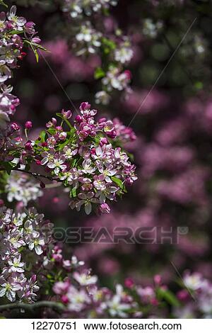 Stock Image - Flowering Crabapple blooms (Malus X Scheideckeri Hillieri) Rosaceae; New York City, New York, United States of America. Fotosearch