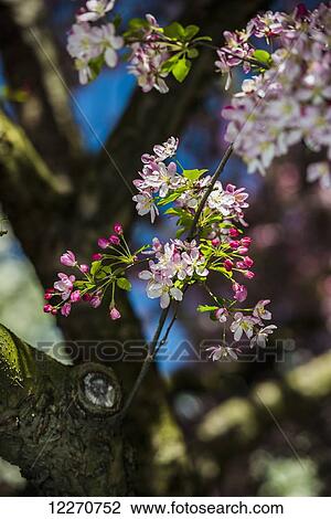 Flowering Crabapple blooms (Malus X Scheideckeri Hillieri) Rosaceae; New York City, New York, United States of America View Large Photo Image Stock Image - Flowering Crabapple blooms (Malus X Scheideckeri Hillieri) Rosaceae; New York City, New York, United States of America. Fotosearch