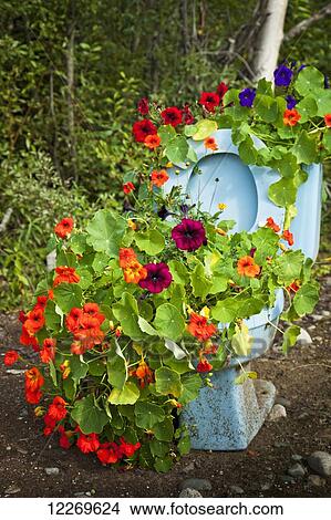 Flowers are planted in a toilet in a residential area; Talkeetna, Alaska, United States of America View Large Photo Image Picture - Flowers are planted in a toilet in a residential area; Talkeetna, Alaska, United States of America. Fotosearch