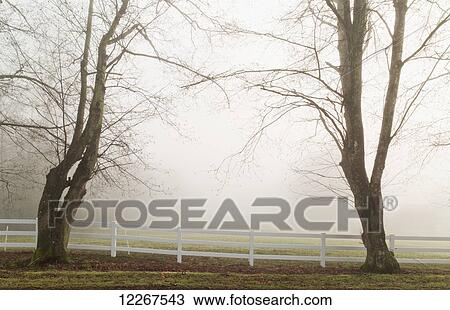 Fog on country roads; Langley, British Columbia, Canada View Large Photo Image Stock Image - Fog on country roads; Langley, British Columbia, Canada. Fotosearch