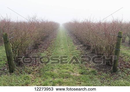 Stock Image - Fog over a vineyard; North Langley, British Columbia, Canada. Fotosearch