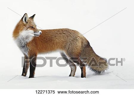 Stock Photography - Fox in the snow; Montreal, Quebec, Canada. Fotosearch
