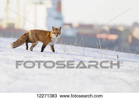 Fox in the snow with buildings in the distance; Boucherville, Quebec, Canada View Large Photo Image Stock Image - Fox in the snow with buildings in the distance; Boucherville, Quebec, Canada. Fotosearch