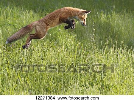 Fox jumping in a grass field; Montreal, Quebec, Canada View Large Photo Image Picture - Fox jumping in a grass field; Montreal, Quebec, Canada. Fotosearch