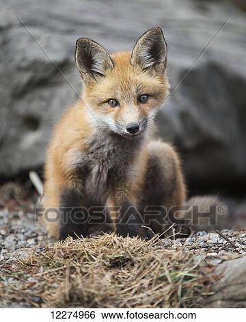 Fox kit (vulpes vulpes) in Montreal botanical garden; Montreal, Quebec, Canada View Large Photo Image Stock Photograph - Fox kit (vulpes vulpes) in Montreal botanical garden; Montreal, Quebec, Canada. Fotosearch