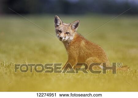 Fox kit (vulpes vulpes) on a summer day; Montreal, Quebec, Canada View Large Photo Image Stock Image - Fox kit (vulpes vulpes) on a summer day; Montreal, Quebec, Canada. Fotosearch