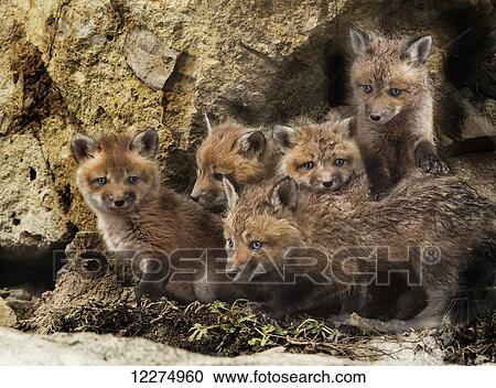 Fox kits (vulpes vulpes) in Montreal botanical garden; Montreal, Quebec, Canada View Large Photo Image Stock Image - Fox kits (vulpes vulpes) in Montreal botanical garden; Montreal, Quebec, Canada. Fotosearch