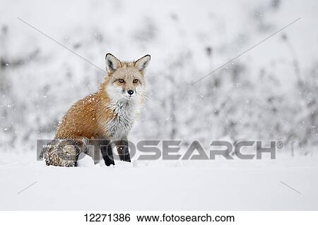 Fox sitting in the snow; Montreal, Quebec, Canada View Large Photo Image Stock Photograph - Fox sitting in the snow; Montreal, Quebec, Canada. Fotosearch