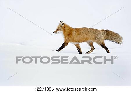 Stock Photography - Fox walking in the snow; Montreal, Quebec, Canada. Fotosearch