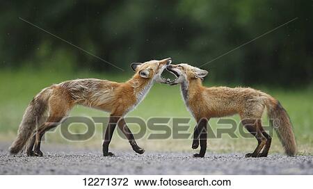 Foxes playing; Montreal, Quebec, Canada View Large Photo Image Stock Image - Foxes playing; Montreal, Quebec, Canada. Fotosearch