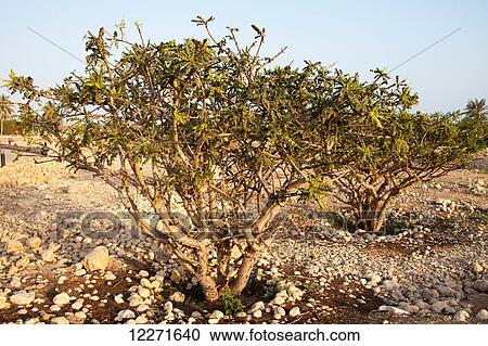 Stock Image - Frankincense tree (Boswellia Sacra), Museum of the Frankincense Land; Al Balid, Salalah, Oman. Fotosearch