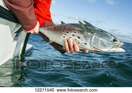 Stock Image - Fresh caught False Albacore; Marthas Vineyard, Massachusetts, United States of America. Fotosearch