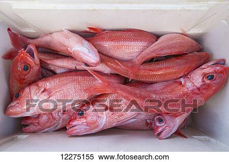 Stock Photography - Fresh caught pink fish in a cooler; Tahiti. Fotosearch